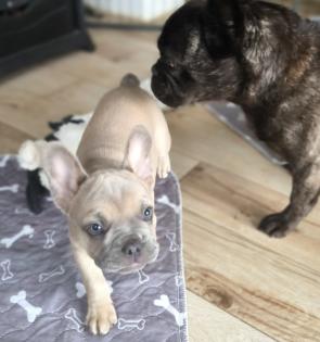 Französische Bulldogge mit Ahnentafel freiatmend und sportlich