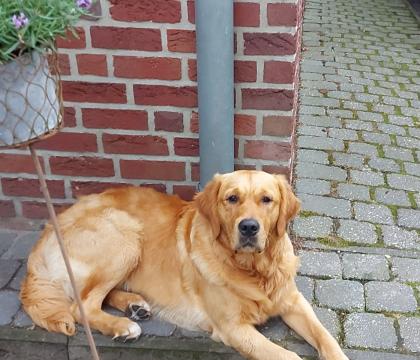 Deckrüde Golden-Retriever mit Erfahrung
