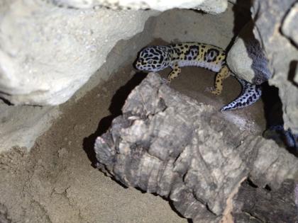 Leopardgecko Männchen Blood x Bold Bandit