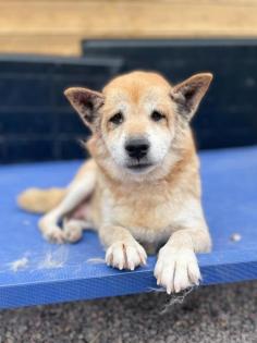 Kishi - Shiba Inu-Mischling - liebe Hundedame