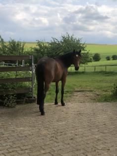 Reitpony Mix Wallach 3 jährig 1 45 m Freizeit Western Dressur