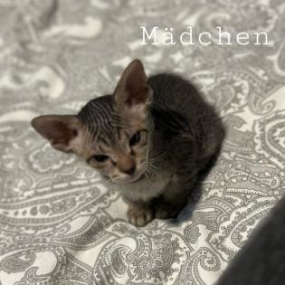 Don- Canadian Sphynx/ Sphinx Kitten