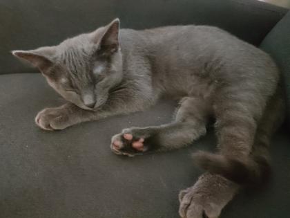 Kater grau 4 5 Monate