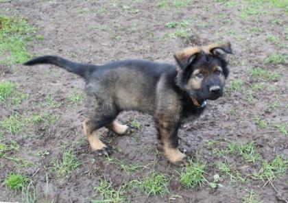 Obiwan Rüde Welpe Altdeutscher Schäferhund DDR Linien