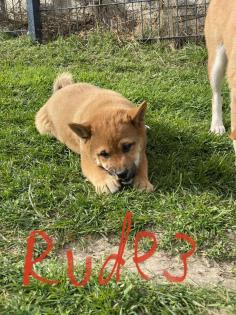 3 Süße Shiba Inu Welpen
