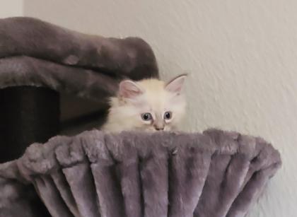 Norweger-Neva Masquarade Kitten