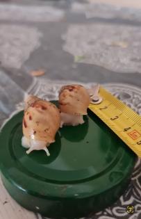 Fulica White Jade Achatschnecken Afrikanische Riesenschnecken