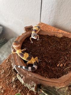 Junge Leopardgeckos abzugeben
