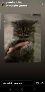 Perser kitten katerabtugeben nur in liebevolle hände
