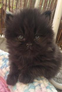 Perserkitten Perserbabys