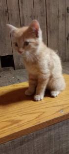 Fuchsige Katzen rot Hofkatzen