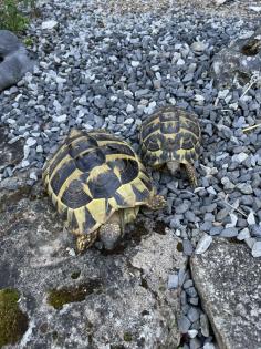 Zwei Eier legende griechische Landschildkröten abzugeben