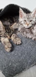 Maine Coon Kitten / Coonies /Kitten