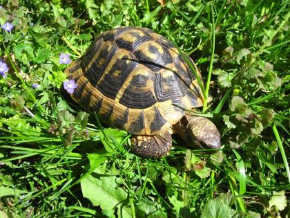 Griechische Landschildkröten THB adult verschiedene Jahrgänge