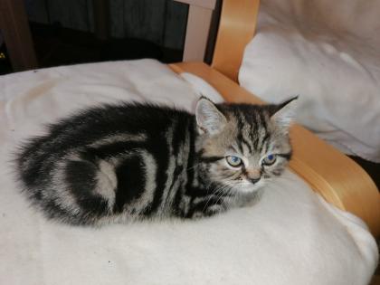 BKH Kitten suchen Dosenöffner