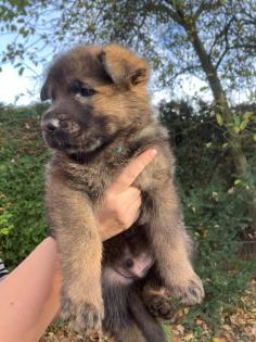 Deutsche Schäferhund Welpen