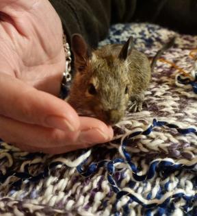 Degu Jungtiere abzugeben