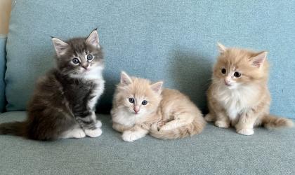 Norwegische Waldkatze reinrassige Mädchen suchen ein liebevolles zu Hause
