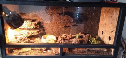 4. 0 Maskenleguane / Terrarium mit Zubehör