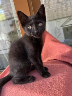 Mischling Katzen Kitten