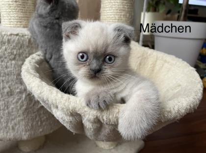 3 Scottish BKH Kitten