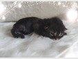 Mit Liebe gezüchtet und bereit für ein neues Zuhause Reinrassige Main Coon Kitten