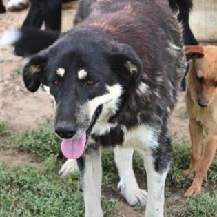 Zumby sucht ein Zuhause