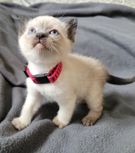 Siams suchen neue Kuschelpartner