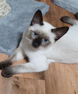 Siam /Thai Kitten Seal Point Babys Kätzchen. Abgabebereit.