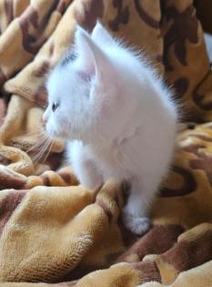 Baby Katze bkh/maincoon mix