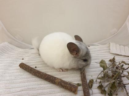 Chinchillajungtiere Angora