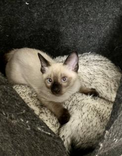Schöne Babys Mekong bobtail