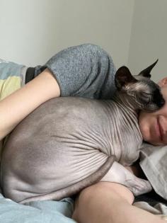 Tolle Sphynx Katzen zu verkaufen