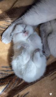 BKH Kitten Point 1 Männchen 1 Weibchen Eltern mit Stammbaum Ab Juli abzugeben
