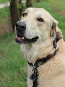 Zimtschnecke - weiblich 4 Jahre 78 cm 47 kg Kangal-Mix Gechipt Kastriert