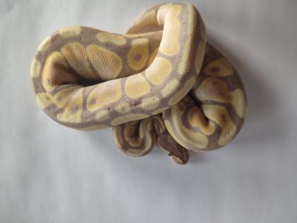 Königspython regius Banan