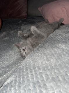 BKH kitten Mädchen