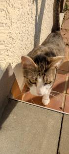 Reizendeste Katzenbabys.