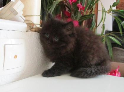 Reinrassige Perser Kitten mit Nase
