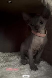 Canadian sphynx kitten