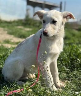 Claire - Hübsches Hundekind Claire sucht liebevolles Zuhause