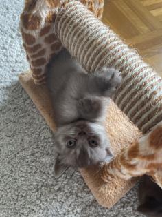 Britisch Kurzhaar Kitten BKH