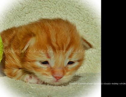 Sibirische Katzenbabys/Kitten mit Stammbaum Gesundheitszeugnis