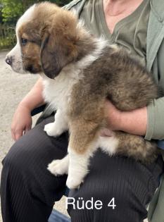 Berner Sennenhund Welpen