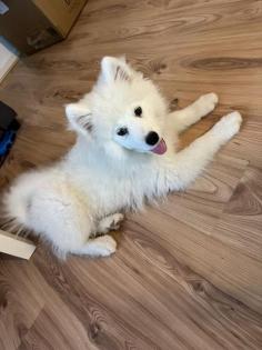 Hund Sibiriche Samojede