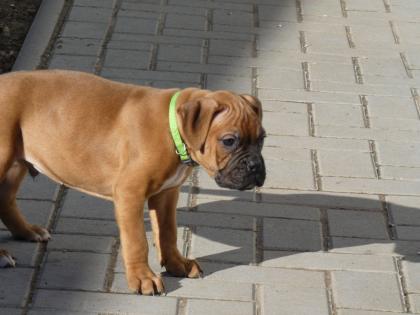 4 kleine Boxerwelpen