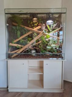 Riesentaggecko/Phelsuma grandis