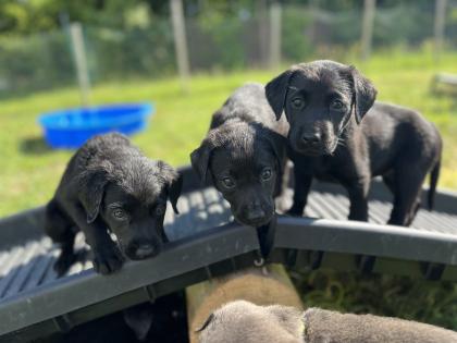 Labrador Welpen grau/schwarz