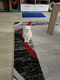2 super süße Kätzchen /Katerchen BLH /Maine Coon