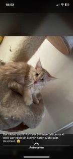 Mainecoon reinrassig